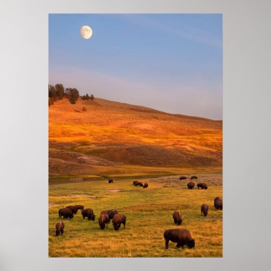 Bison Grazing on Hill op Hayden Valley Poster (Voorkant)
