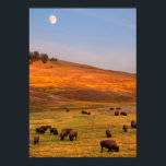 Bison Grazing on Hill op Hayden Valley Poster<br><div class="desc">Bison grazing op heuvel in Hayden Valley</div>
