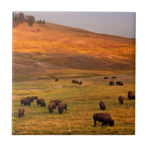 Bison Grazing on Hill op Hayden Valley Tegeltje
