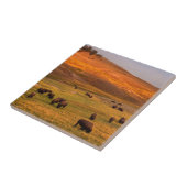 Bison Grazing on Hill op Hayden Valley Tegeltje (Zijkant)