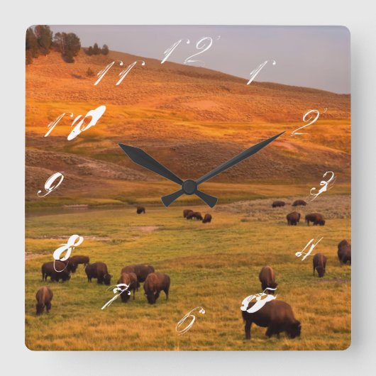 Bison Grazing on Hill op Hayden Valley Vierkante Klok (Voorkant)