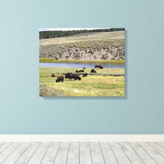 Bison, Hayden Valley, Yellowstone National Park Canvas Afdruk (Insitu (Houten vloer))