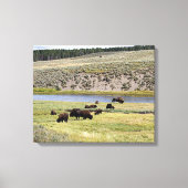 Bison, Hayden Valley, Yellowstone National Park Canvas Afdruk (Voorkant)
