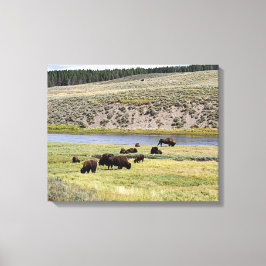 Bison, Hayden Valley, Yellowstone National Park Canvas Afdruk