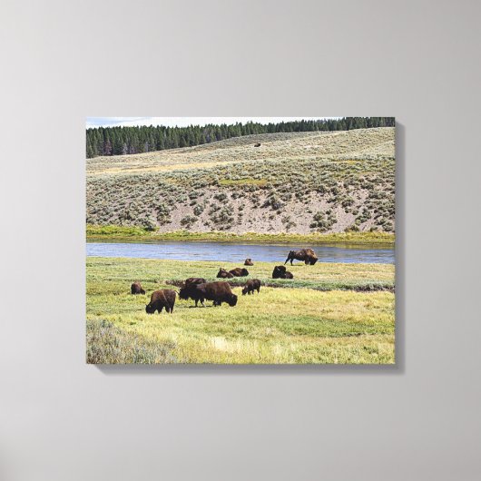 Bison, Hayden Valley, Yellowstone National Park Canvas Afdruk (Voorkant)