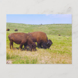 Bison Herd, Custer State Park, South Dakota Briefkaart