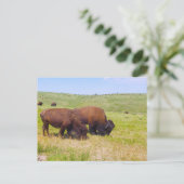Bison Herd, Custer State Park, South Dakota Briefkaart (Staand voorkant)