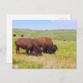 Bison Herd, Custer State Park, South Dakota Briefkaart (Voorkant / Achterkant)