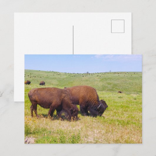 Bison Herd, Custer State Park, South Dakota Briefkaart (Voorkant / Achterkant)