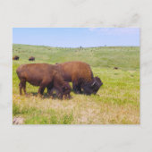 Bison Herd, Custer State Park, South Dakota Briefkaart (Voorkant)