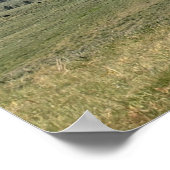 Bison Herd, Custer State Park, South Dakota Poster (Hoek)