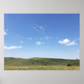 Bison Herd, Custer State Park, South Dakota Poster (Voorkant)