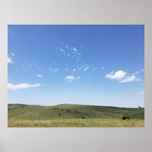 Bison Herd, Custer State Park, South Dakota Poster (Voorkant)