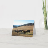 Bison in Colorado Bedankkaart (Voorkant)