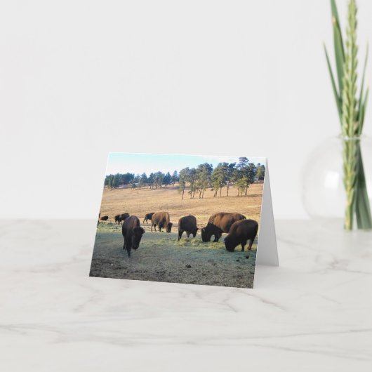 Bison in Colorado Bedankkaart (Voorkant)