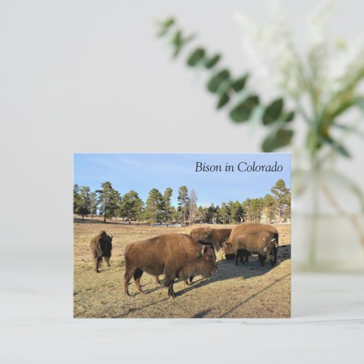 Bison in Colorado Briefkaart (Staand voorkant)