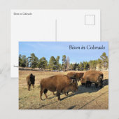 Bison in Colorado Briefkaart (Voorkant / Achterkant)