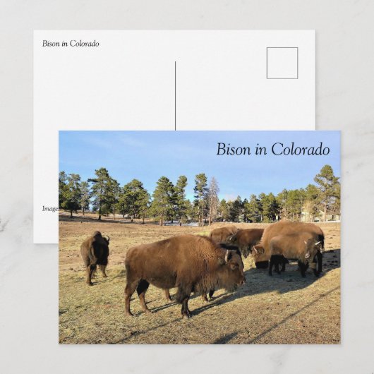 Bison in Colorado Briefkaart (Voorkant / Achterkant)