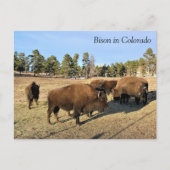 Bison in Colorado Briefkaart (Voorkant)
