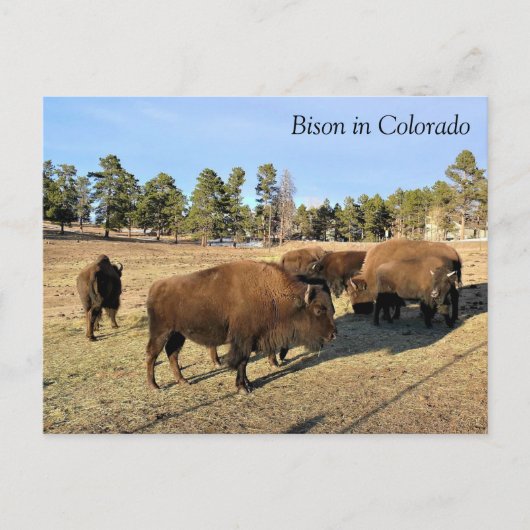 Bison in Colorado Briefkaart (Voorkant)