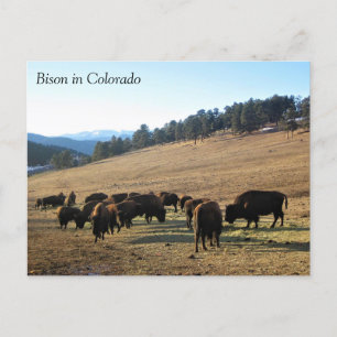Bison in Colorado Briefkaart