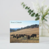 Bison in Colorado Briefkaart (Staand voorkant)