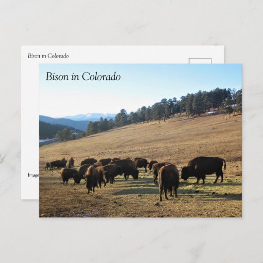 Bison in Colorado Briefkaart (Voorkant / Achterkant)