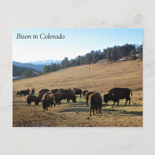 Bison in Colorado Briefkaart (Voorkant)