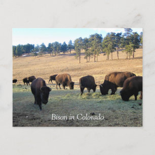 Bison in Colorado Briefkaart