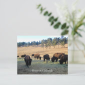Bison in Colorado Briefkaart (Staand voorkant)
