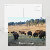 Bison in Colorado Briefkaart (Voorkant / Achterkant)