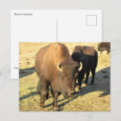 Bison in Colorado Briefkaart (Voorkant / Achterkant)