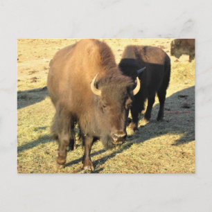 Bison in Colorado Briefkaart