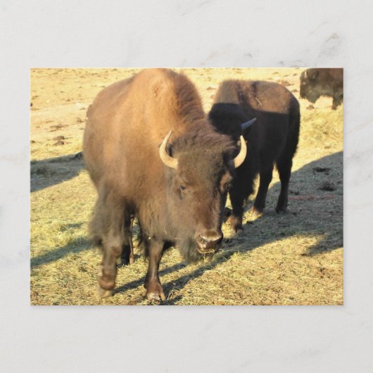 Bison in Colorado Briefkaart (Voorkant)