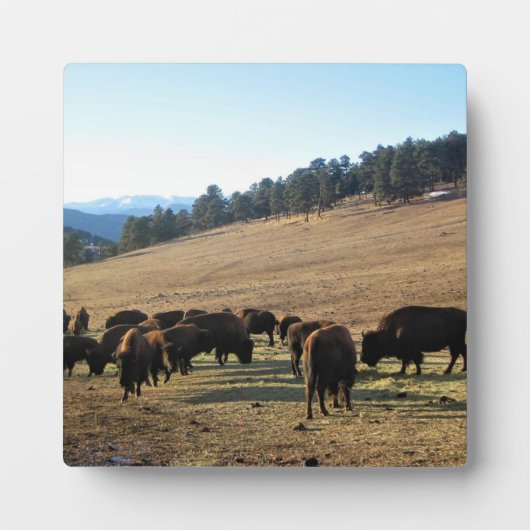 Bison in Colorado Fotoplaat (Voorkant)