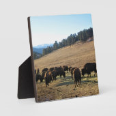 Bison in Colorado Fotoplaat (Voorkant)