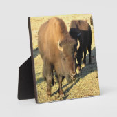 Bison in Colorado Fotoplaat (Voorkant)