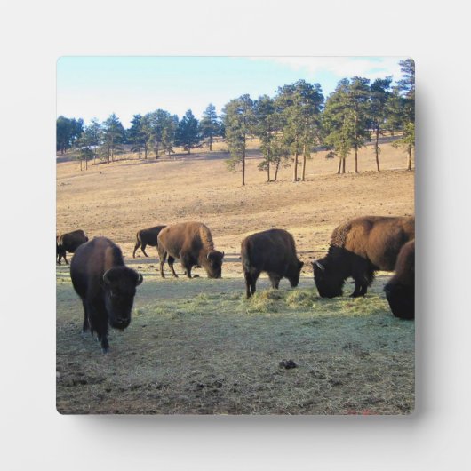 Bison in Colorado Fotoplaat (Voorkant)