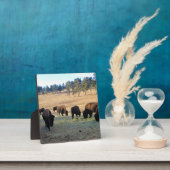 Bison in Colorado Fotoplaat (Insitu)