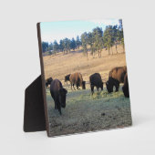 Bison in Colorado Fotoplaat (Voorkant)