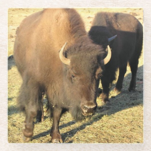 Bison in Colorado Glazen Onderzetter (Voorkant)