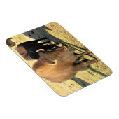 Bison in Colorado Magneet (Rechterzijde)