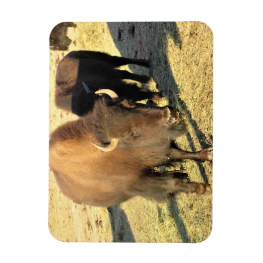 Bison in Colorado Magneet (Verticaal)