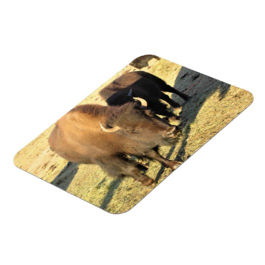 Bison in Colorado Magneet (Linkerzijde)