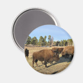 Bison in Colorado Magneet (Voorkant / Achterkant)