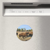 Bison in Colorado Magneet (Insitu (Vaatwasser))
