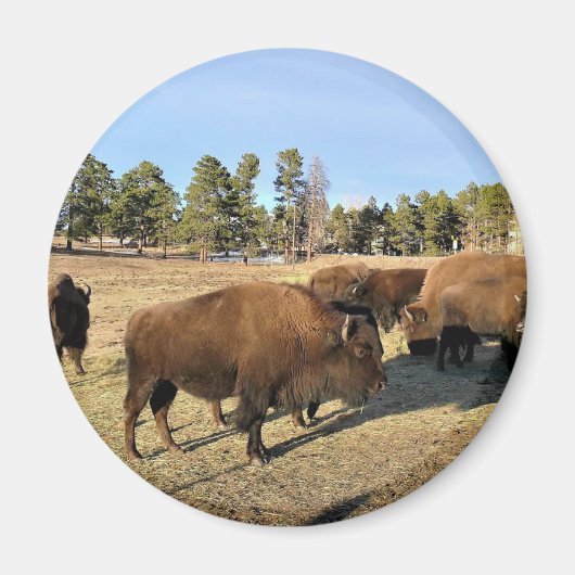 Bison in Colorado Magneet (Voorkant)