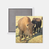 Bison in Colorado Magneet (Voorkant / Achterkant)