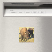 Bison in Colorado Magneet (Insitu (Vaatwasser))