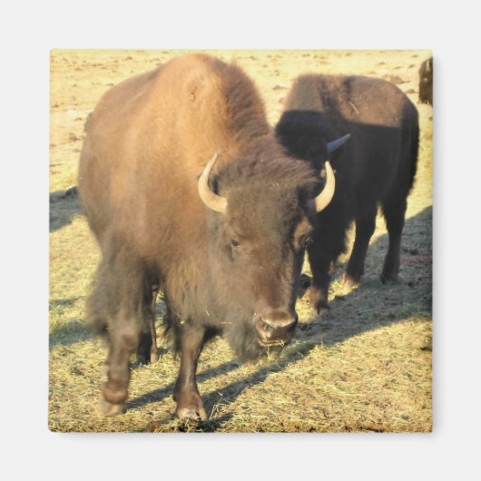 Bison in Colorado Magneet (Voorkant)
